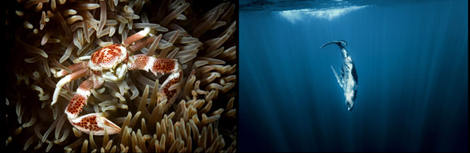 Underwater
